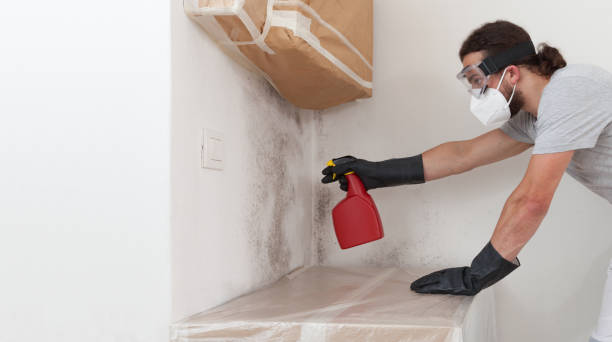 Professional Basement Mold Removal technician working in Annville, PA