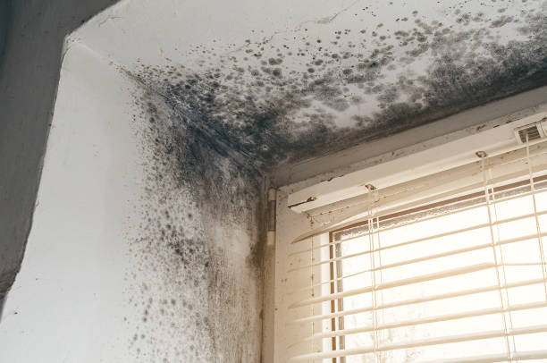 Affordable Basement Mold Removal solutions in Annville, PA