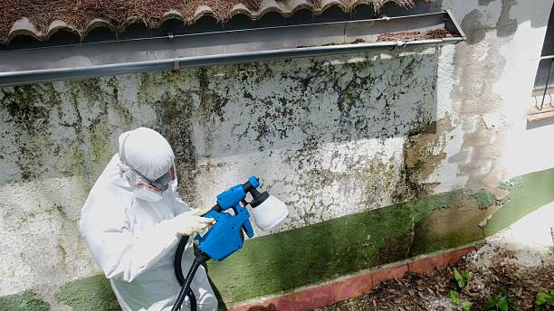 Top rated local Basement Mold Removal specialists in Annville, PA